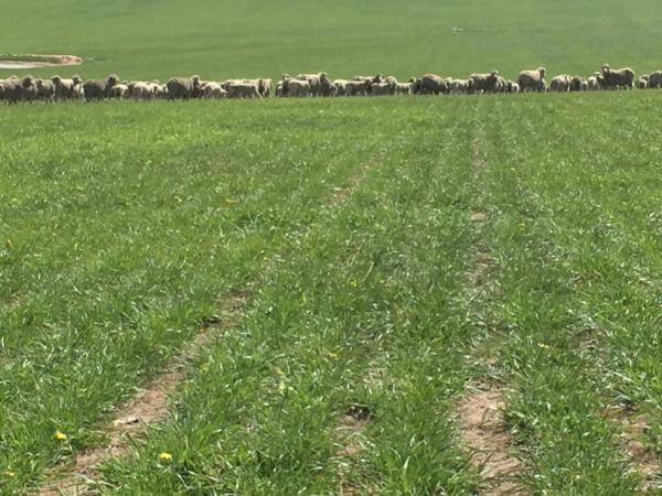 Ewes with lambs grazing Knight | AusWest & Stephen Pasture Seeds
